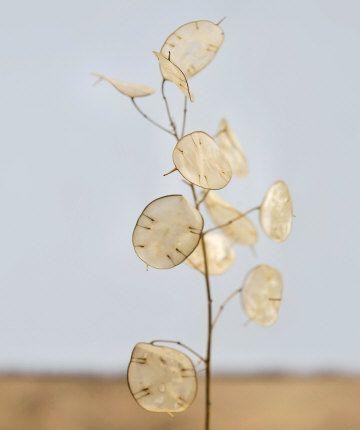 Lunaria - leírás, gondoskodás, fotó, univerzális portál (fotó) Lunaria - leírás, gondoskodás, fotó, univerzális portál