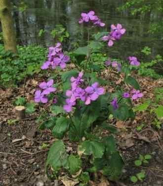 Lunaria - leírás, gondoskodás, fotó, univerzális portál (ellátás) Lunaria - leírás, gondoskodás, fotó, univerzális portál