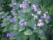 Lunaria - leírás, gondoskodás, fotó, univerzális portál (fotó) Lunaria - leírás, gondoskodás, fotó, univerzális portál