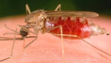maláriaterjesztő szúnyog