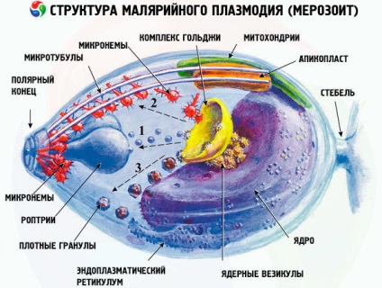 1 Anopheles szúnyog (Anopheles) Anopheles szúnyog 1