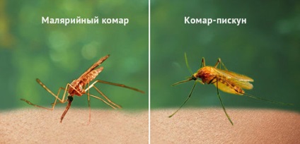1 Anopheles szúnyog (Anopheles) Anopheles szúnyog 1