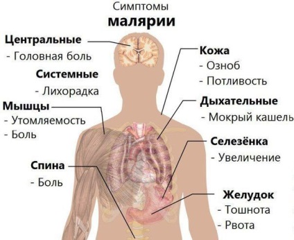 1 Anopheles szúnyog (szúnyog) Anopheles szúnyog 1