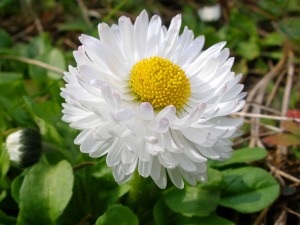 Daisy ellátás, termesztés, öntözés, ültetés otthon