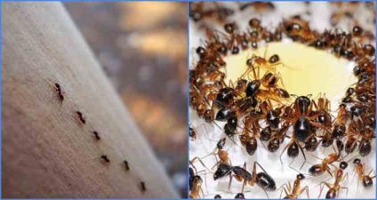 Kis hangyák a lakásban, amennyire csak lehetséges, hogy megszabaduljon és a megelőzés