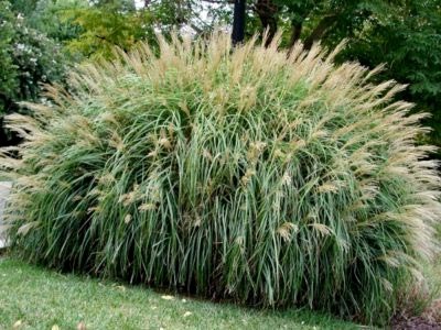 Miscanthus ültetés és gondozás a nyílt terepen műtrágya reprodukció