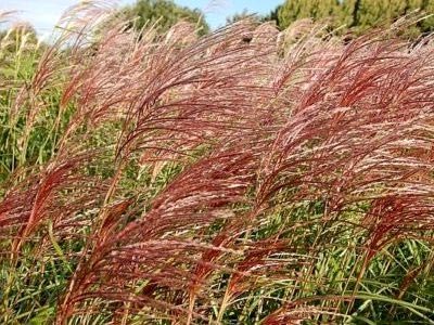 Miscanthus ültetés és gondozás a nyílt terepen műtrágya reprodukció