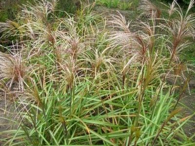 Miscanthus ültetés és gondozás a nyílt terepen műtrágya reprodukció