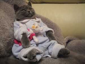 Divat kisállat macska vagy ha szükséges, hogy néz ki! (Cat étel) Divat kisállat macska vagy ha szükséges, hogy néz ki!