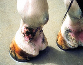 Harapás szúnyogok lovak okoz, tünetei, kezelése, a lovak