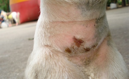 Harapás szúnyogok lovak okoz, tünetei, kezelése, a lovak