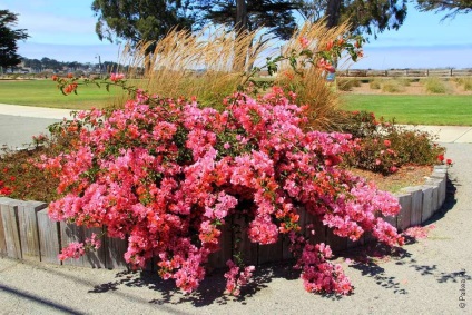 Monterey - látnivalók az egykori főváros California