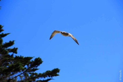 Monterey - látnivalók az egykori főváros California