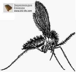 Szúnyogok - orvosi etsiklopediya - Encyclopedia & amp; szótárak