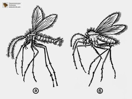 Szúnyogok - orvosi etsiklopediya - Encyclopedia & amp; szótárak