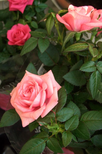 Lehetséges, hogy növekszik cserepes rózsa a kertben