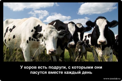 Tudományos tények tehén fotók, érdekes tényeket közöl a hazai tehén képek, fotók a tényeket tehenek