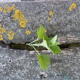 Jelentősen • vizsgálja fényképének fontos keresztül Instagram (Instagram) Jelentősen • vizsgálja fényképének fontos keresztül Instagram