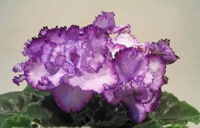 A szükséges összetételét a talaj szobahőmérsékletre violet (lila) A szükséges összetételét a talaj szobahőmérsékletre ibolya