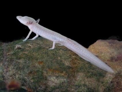 Barlanglakók (Salamander) barlanglakók