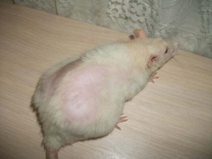 Alopecia patkányokban (sejtek) Hajhullás patkányokban