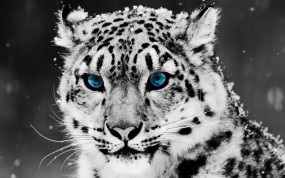 Háttérképek leopárdok tapéták (kép) Háttérképek leopárd Wallpaper