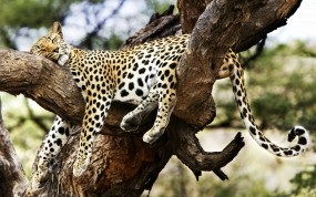 Háttérképek leopárd Wallpaper (Leopard Leopard fa) Háttérképek leopárd Wallpaper