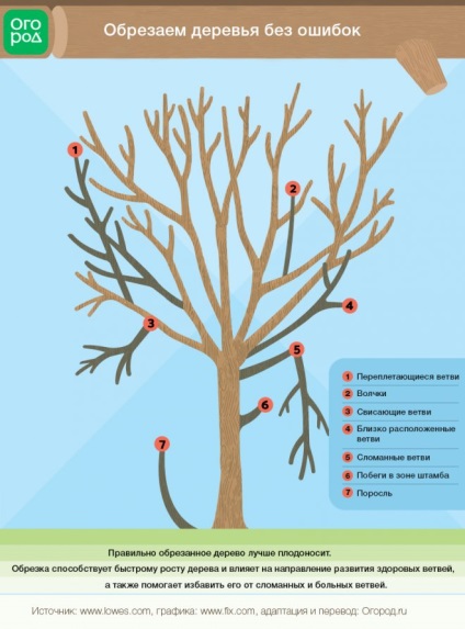 Metszés fák és cserjék - tippek és trükkök a kertben () (megfelelő metszés fák) Metszés fák és cserjék - tippek és trükkök a kertben ()