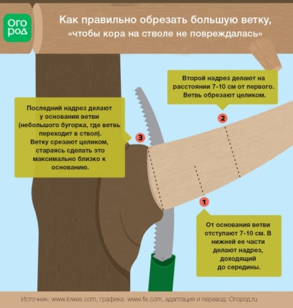 Metszés fák és cserjék - tippek és trükkök a kertben () (amely meg kell vágni) Metszés fák és cserjék - tippek és trükkök a kertben ()