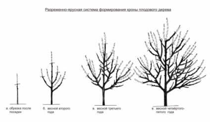 Metszés a fák és cserjék, épület portál (cserjék) Metszés fák és cserjék, épület portál