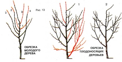 Metszés a fák és cserjék, épület portál (fák) Metszés fák és cserjék, épület portál