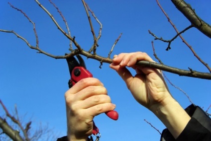Metszés a fák és cserjék, épület portál (fák) Metszés fák és cserjék, épület portál