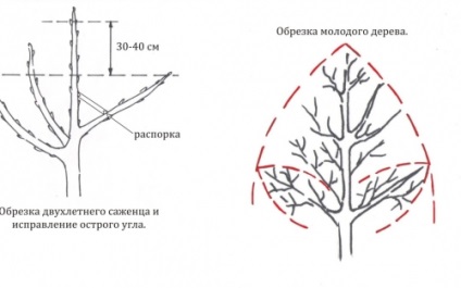 Metszés a fák és cserjék, épület portál (termés) Metszés fák és cserjék, épület portál