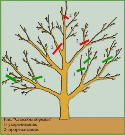 Metszés a fák és cserjék, épület portál (második pótrendeléshez) Metszés fák és cserjék, épület portál