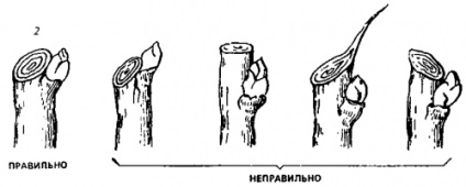 Metszés a fák és cserjék, épület portál (cserjék) Metszés fák és cserjék, épület portál