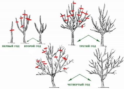 Metszés a fák és cserjék, épület portál (második pótrendeléshez) Metszés fák és cserjék, épület portál