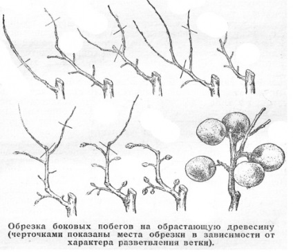 Metszés a fák és cserjék, épület portál (fák) Metszés fák és cserjék, épület portál