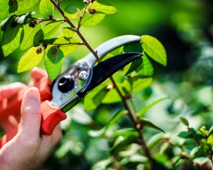Metszés a fák és cserjék, épület portál (termés) Metszés fák és cserjék, épület portál