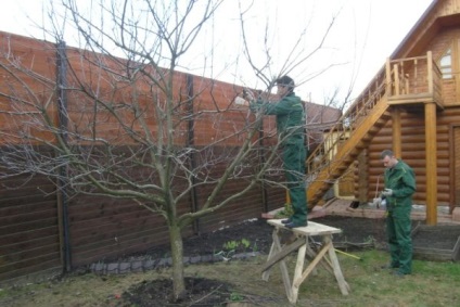 Metszés fák és cserjék tavasszal, nyáron és ősszel