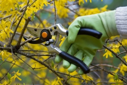 Metszés fák és cserjék tavasszal, nyáron és ősszel (tavasszal) Metszés fák és cserjék tavasszal, nyáron és ősszel