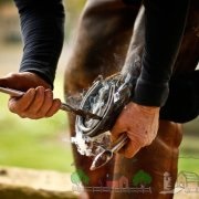 Áttekintés ősök lovát fotók és videók