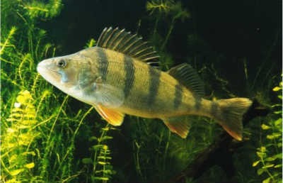 Perch hal - horgász amatőr blog (blog) Perch hal - egy blog amatőr horgász