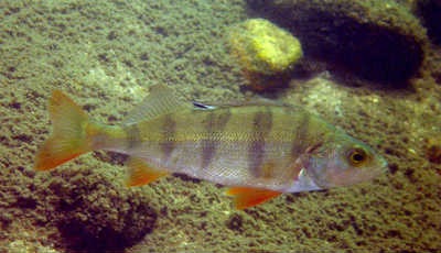 Perch hal - egy blog amatőr halász (hal) Perch hal - egy blog amatőr horgász