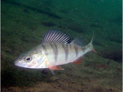 Perch hal - egy blog amatőr halász (basszus) Perch hal - egy blog amatőr horgász