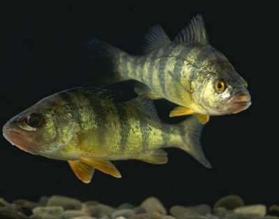 Perch hal - egy blog amatőr halász (basszus) Perch hal - egy blog amatőr horgász