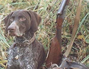 Leírása a vadászat kutyafajták