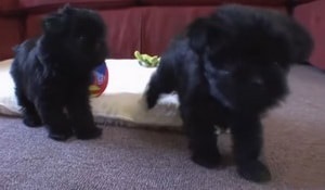 Leírás Affenpinscher kutyafajta tulajdonosainak vélemények és fotók (rock) Leírás Affenpinscher kutyafajta tulajdonosainak vélemények és fotók
