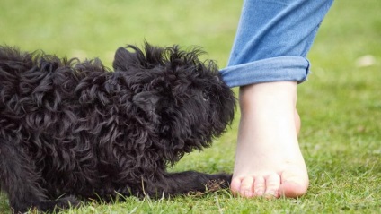 Leírása kutyafajta Affenpinscher tulajdonosok vélemények és fotók (kutya) Leírás Affenpinscher kutyafajta tulajdonosainak vélemények és fotók