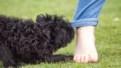 Leírás Affenpinscher kutyafajta tulajdonosainak vélemények és fotók