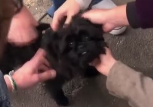 Leírás Affenpinscher kutyafajta tulajdonosainak vélemények és fotók (rock) Leírás Affenpinscher kutyafajta tulajdonosainak vélemények és fotók